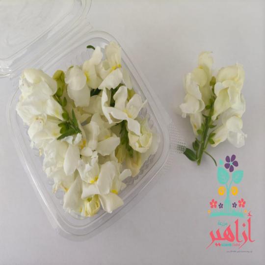 زهور ابتسامة الشتاء - البيضاء