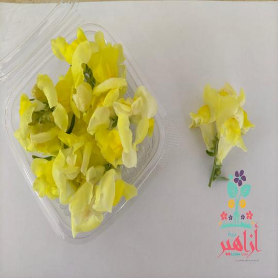 زهور ابتسامة الشتاء - صفراء