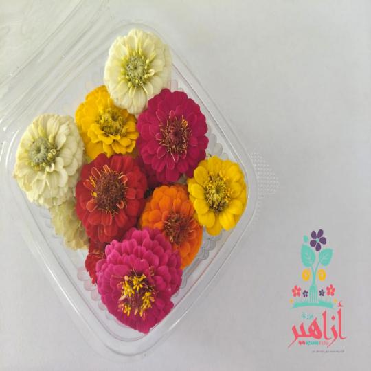 زهور زيزينيا ميكس الوان